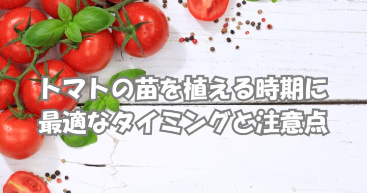 トマトの苗を植える時期に最適なタイミングと注意点のアイキャッチ画像