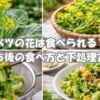 キャベツの花は食べられる？トウ立ち後の食べ方と下処理方法のイメージ