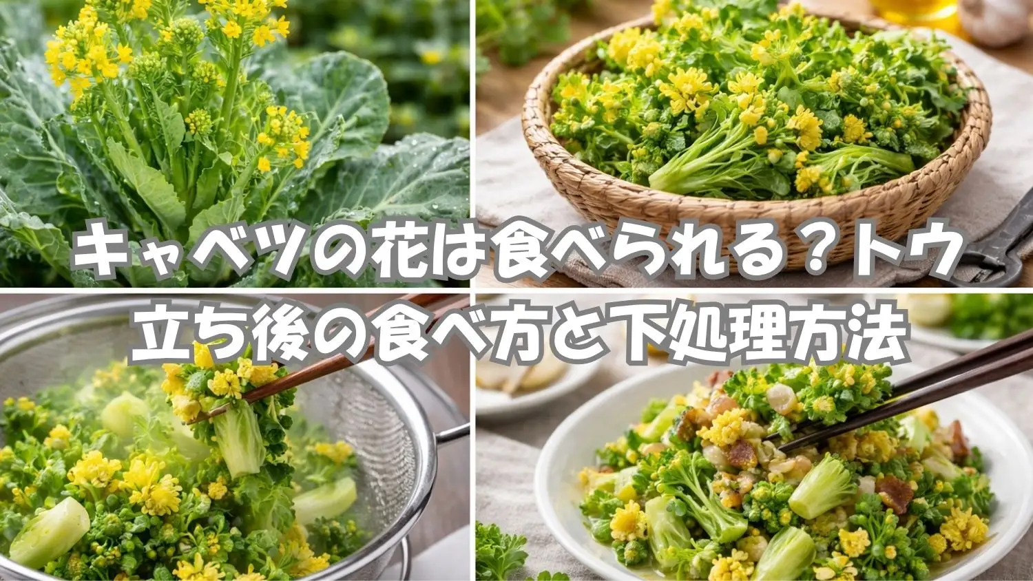 キャベツの花は食べられる？トウ立ち後の食べ方と下処理方法のイメージ