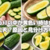 きゅうりの中が黄色い原因と食べられるかの見分け方のイメージ