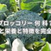 これはブロッコリーです。