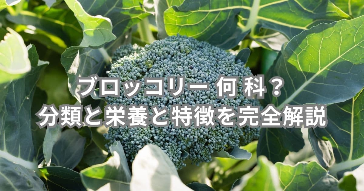これはブロッコリーです。