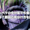 キャベツの中や芯が紫になる原因と食べられるか見分け方のイメージ