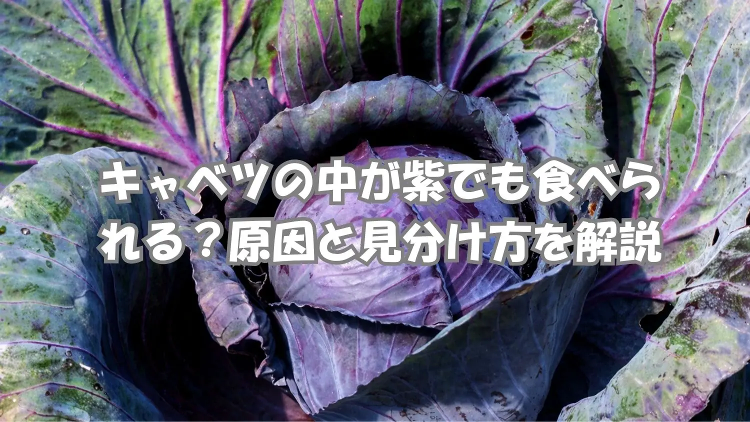 キャベツの中や芯が紫になる原因と食べられるか見分け方のイメージ