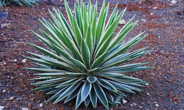 ユッカ グロリオサ バリエガータ 地 植え 徹底解説 土と水やり