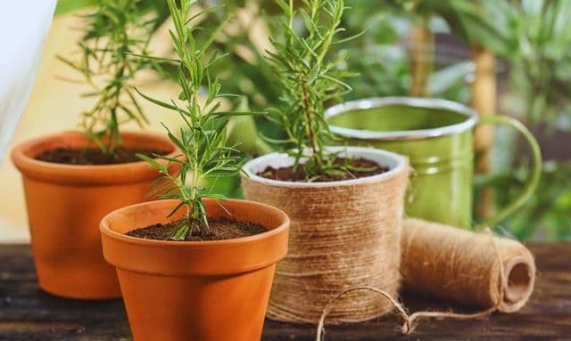 ローズ マリー 寄せ 植え 相性と配置術 完全保存版ガイド