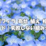 ネモフィラ-寄せ-植え-相性-完全