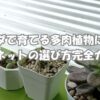 ベランダで育てる多肉植物に最適な遮光ネットの選び方完全ガイド