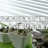 ベランダで育てる多肉植物に最適な遮光ネットの選び方を解説するガイド。白い鉢に植えられた多肉植物と緑のテーブルの上の寄せ植え。