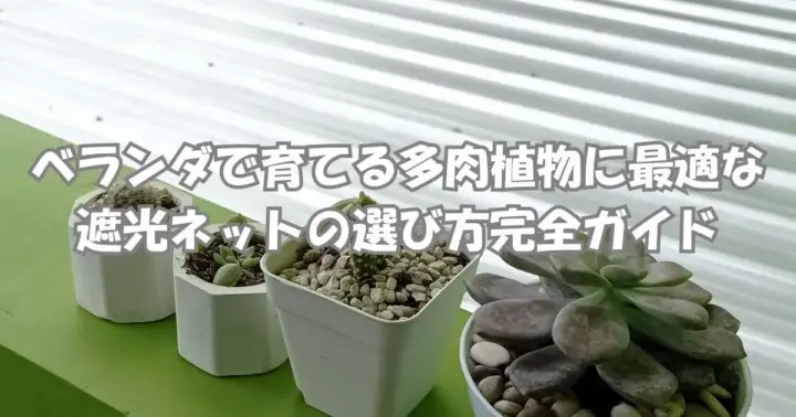 ベランダで育てる多肉植物に最適な遮光ネットの選び方を解説するガイド。白い鉢に植えられた多肉植物と緑のテーブルの上の寄せ植え。