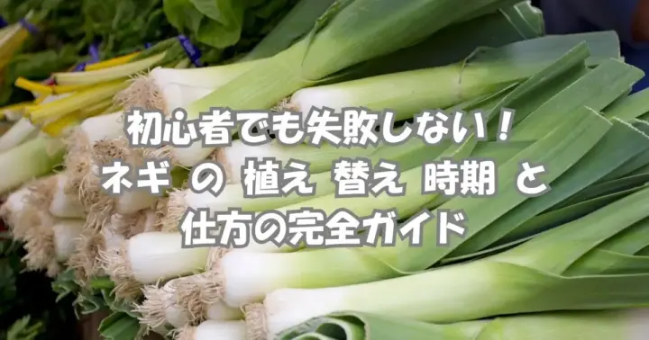 畑の長ネギと作業風景｜ネギ の 植え 替え 時期 と 仕方をわかりやすく解説するガイド用アイキャッチ