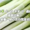 長ネギと白ネギの違いを比較｜味・栄養・使い分けのポイントをわかりやすく解説した画像