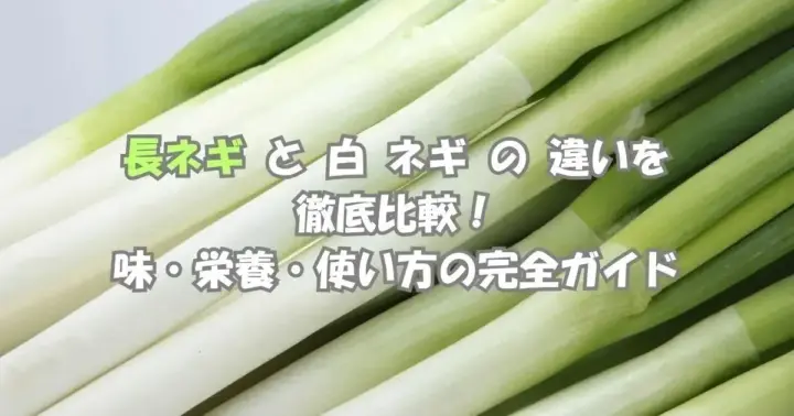 長ネギと白ネギの違いを比較｜味・栄養・使い分けのポイントをわかりやすく解説した画像