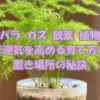 アスパラガスの観葉植物を鉢植えで育てる様子と、風水で運気を高める置き場所や育て方の解説を示すアイキャッチ画像