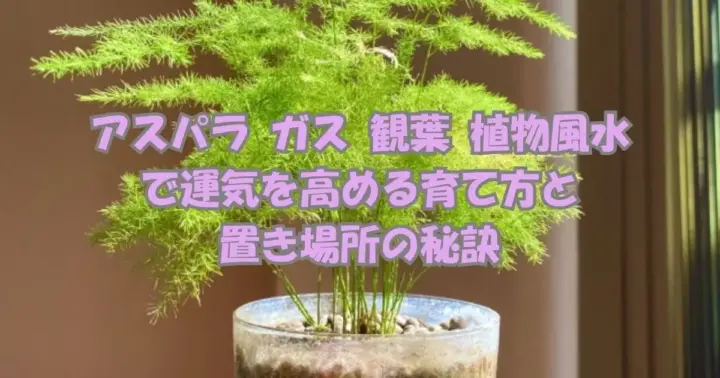 アスパラガスの観葉植物を鉢植えで育てる様子と、風水で運気を高める置き場所や育て方の解説を示すアイキャッチ画像