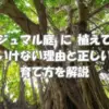 庭に植えてはいけないガジュマルの特徴と育て方の注意点を解説するイメージ画像