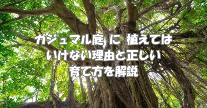 庭に植えてはいけないガジュマルの特徴と育て方の注意点を解説するイメージ画像