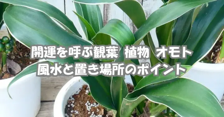 観葉植物オモトの風水効果と玄関や床の間での置き方を解説する記事のアイキャッチ画像