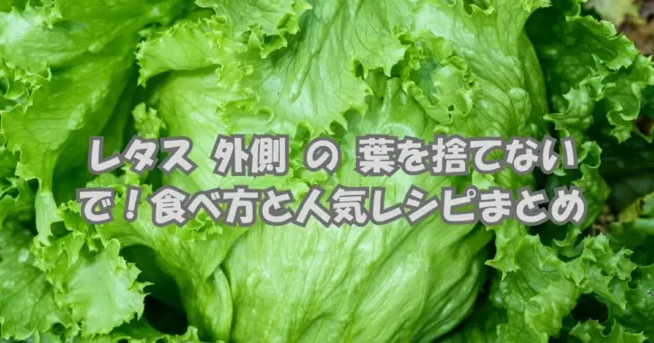 新鮮なレタスの外側の葉が並ぶ様子。栄養豊富な外葉を捨てずにおいしく活用する方法を紹介する記事のアイキャッチ画像