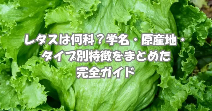 新鮮なレタスの葉と畑の風景｜レタスは何科かを解説する植物分類ガイド