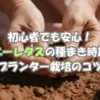サニーレタスの種まき時期と育て方｜初心者でも安心のプランター栽培ガイド