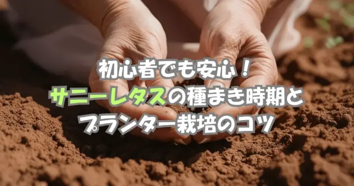 サニーレタスの種まき時期と育て方｜初心者でも安心のプランター栽培ガイド