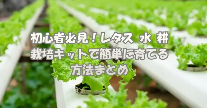 水耕栽培キットで育てたフレッシュなレタスが並ぶ栽培風景。家庭でも始められるレタスの水耕栽培方法を紹介。