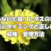 レタスの花が咲くタイミングと収穫・管理方法を紹介する記事のアイキャッチ画像。家庭菜園で育てるレタスの抽苔や開花の目安をわかりやすく解説。