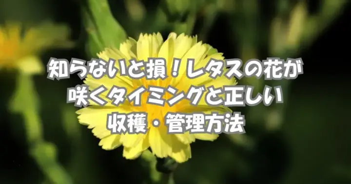レタスの花が咲くタイミングと収穫・管理方法を紹介する記事のアイキャッチ画像。家庭菜園で育てるレタスの抽苔や開花の目安をわかりやすく解説。
