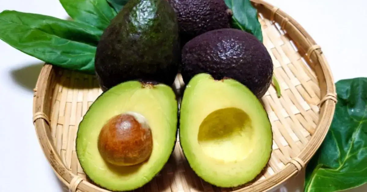 アボカドの育て方で迷わない室内栽培と冬越しのポイントを解説するアイキャッチ画像