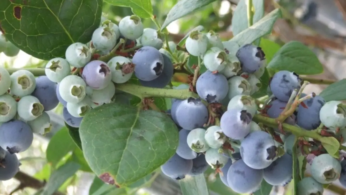 プランターで育てているブルーベリーの鉢植えの様子