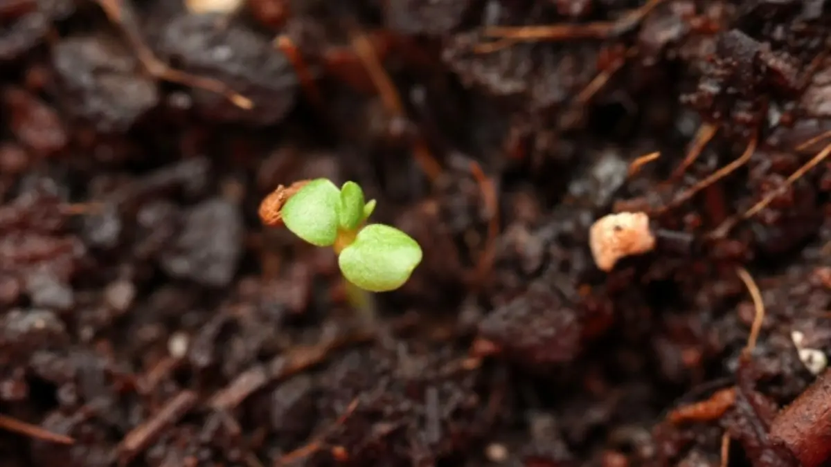 種から育てたいちごが発芽した直後の小さな双葉の様子