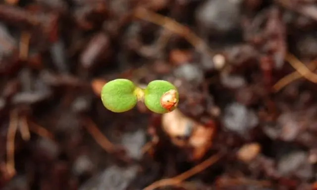 種から育てたいちごが発芽し双葉が開いた直後の様子