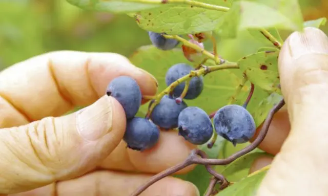 鉢植えで育てたブルーベリーの実を手で収穫している様子