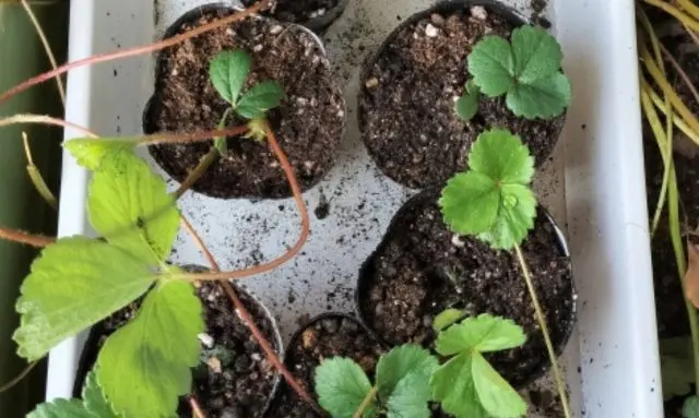 卵パックを使って種から育てたいちごの発芽後の苗の様子