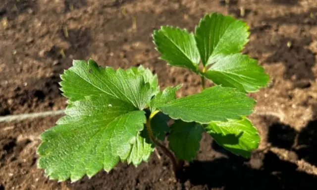 種から育てたいちごが発芽後に葉を広げ始めた初期成長の様子