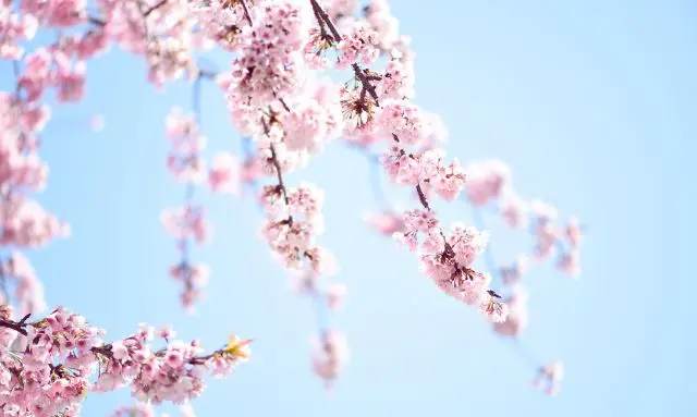 春に咲く花と青空が広がるいちご栽培の種まき時期をイメージした風景