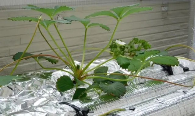 室内環境で育てているいちご苗の水耕栽培の様子