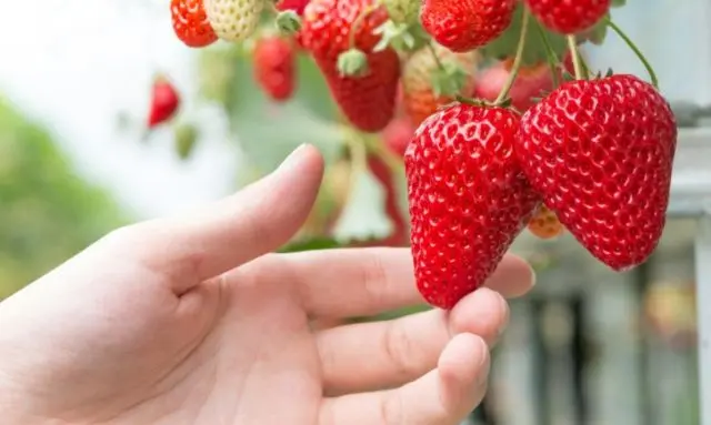 家庭栽培で育った完熟いちごを手で収穫している様子