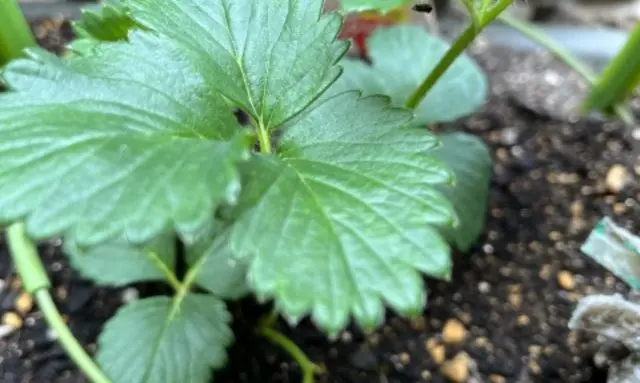 鉢植えで育てているいちご苗の葉と生育状態が分かる様子