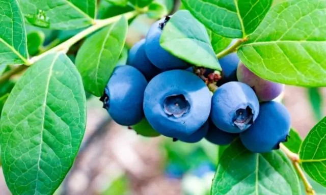 鉢植えで育てたブルーベリーの実が枝に付いている様子