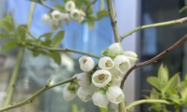 鉢植えで育てているブルーベリーの花と実が付き始めた様子