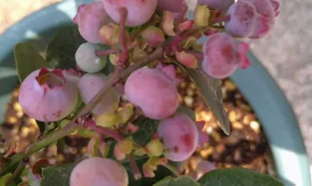 鉢植えで育てているブルーベリーの実が色づき始めた段階の様子