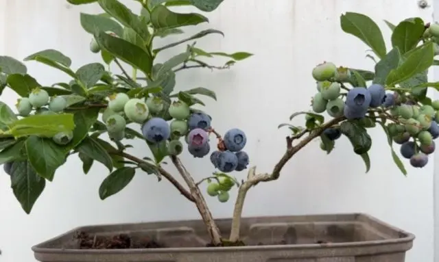 プランターで育てているブルーベリーの鉢植えと実が付いた枝の様子