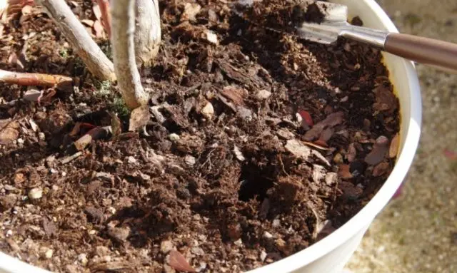 ブルーベリーの鉢植えで用土の状態を確認している様子