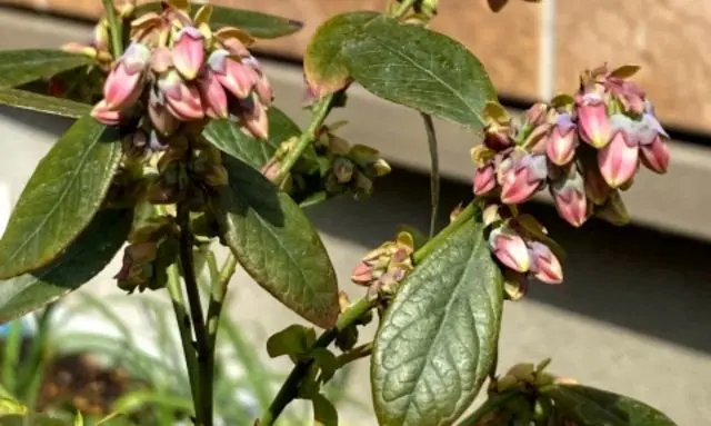 鉢植えで育てているブルーベリーの花が咲いている様子