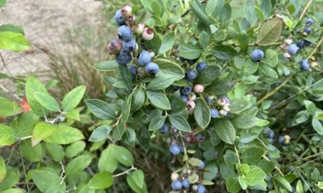 鉢植えで育てたブルーベリーの実が色づき始めた様子