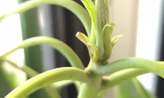 発芽して成長し始めたアボカドの若い芽の様子