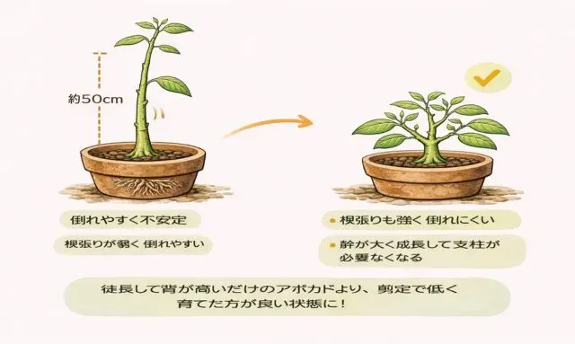 アボカドを低く育てることで幹が太くなり安定する育成イメージ