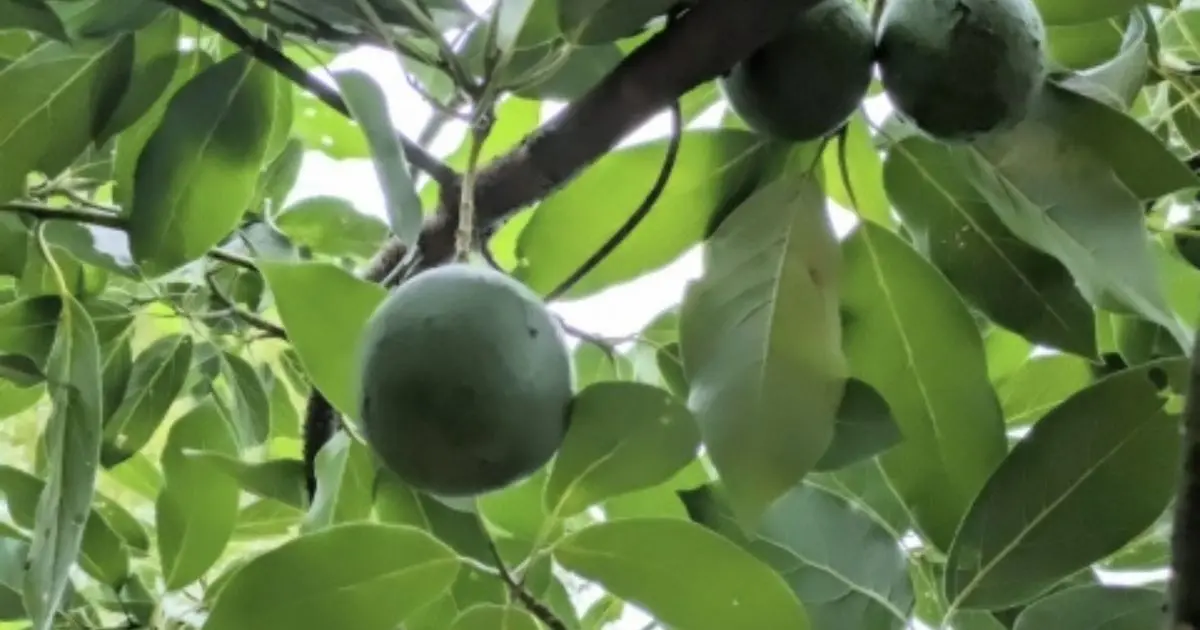アボカドの幹を太くするために必要な育て方と成長のポイント